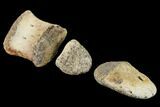 Composite Hadrosaur Finger - Alberta (Disposition #-) #100762-5